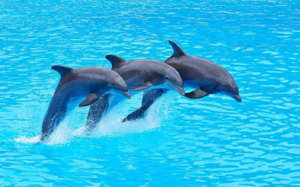 ALANYA DOLPHIN SHOW